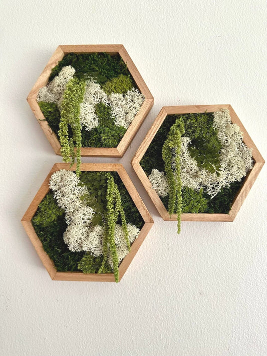 Moss Wall Art | Honeycomb Moss | Four Sizes, 5 X 6", 8 X 9", 10 X 11.5" or 12 X 13 3/4" | Wood Hexagon | Reindeer Pole Sheet Moss Amaranthus